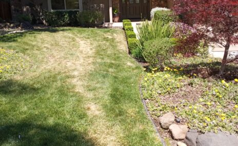 Lafayette Front Yard Artificial Turf & Landscape Renovation